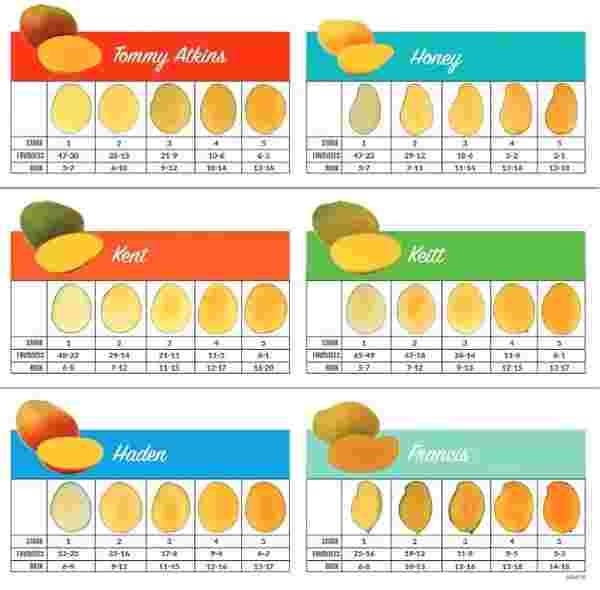 Mango Live Family PK 2026 : Stratégie de victoire et budget diamants